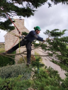 Taille d'éclaircie et de maintien de volume d'un cyprès.