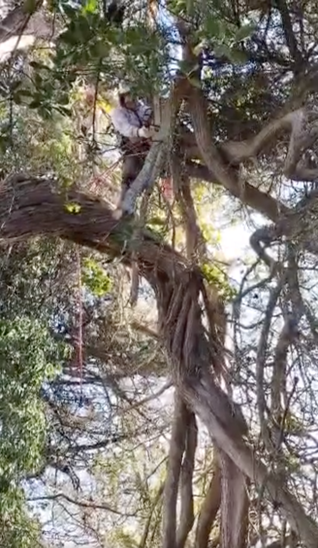 taille des branches dun cypres markus pierres et paysages plogoff